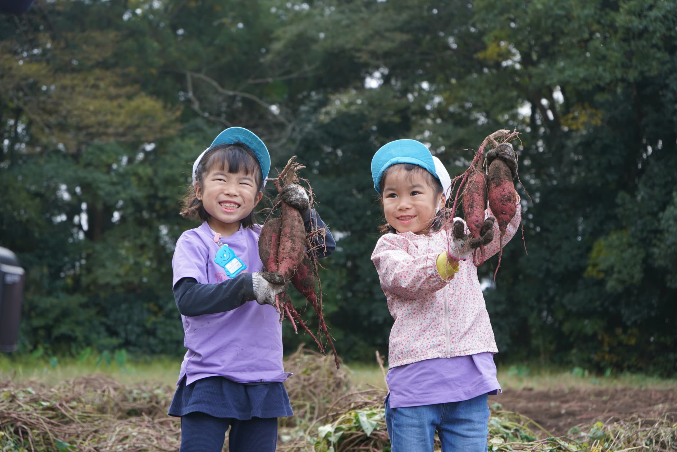 保育園の食育活動―芋掘り遠足で学ぶ“食べること”の大切さ｜葛西大きなおうち保育園・江東区南砂さくら保育園